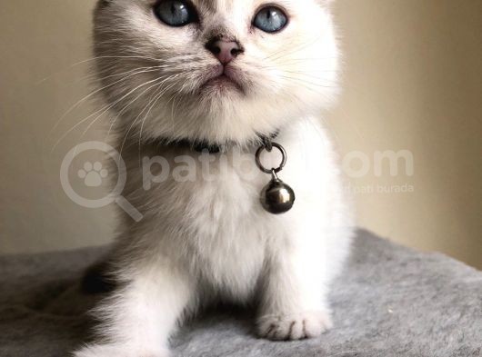 Üst Düzey Kalite Safkan Scottish Fold Yavrularımız görsel