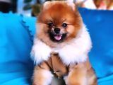 13 Aylık Erkek Pomeranian İzmir 