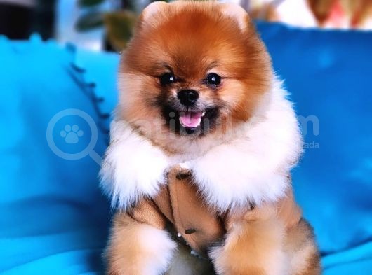 13 Aylık Erkek Pomeranian İzmir  görsel