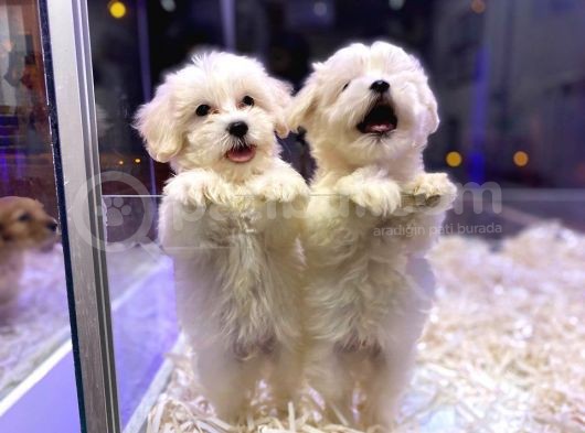 Bi̇blo Güzeli̇ği̇nde Gerçek Saf Kan Maltese Teri̇er