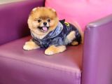 1-5 Yaşında Erkek Pomeranian İzmir 