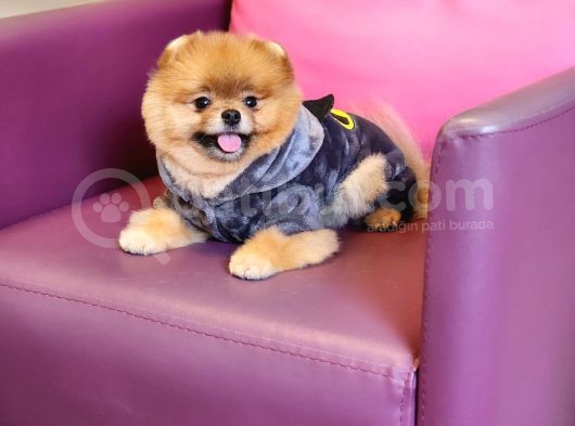 1-5 Yaşında Erkek Pomeranian İzmir  görsel