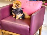 1-5 Yaşında Erkek Pomeranian İzmir 