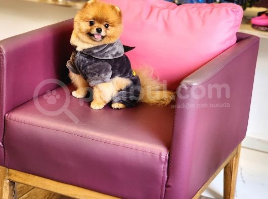 1-5 Yaşında Erkek Pomeranian İzmir  görsel
