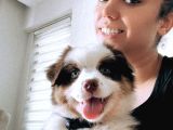 Safkan Fcı Secereli Ausie Avusturalya Çoban Köpeği
