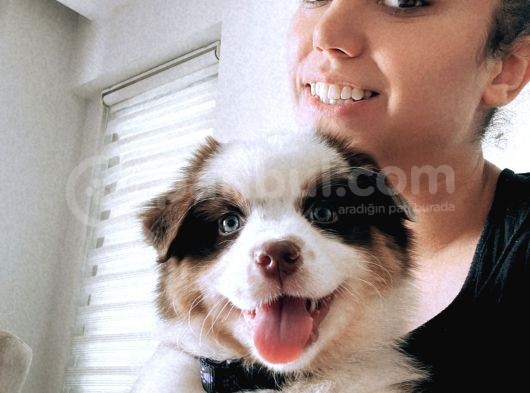 Safkan Fcı Secereli Ausie Avusturalya Çoban Köpeği görsel