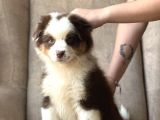 Safkan Fcı Secereli Ausie Avusturalya Çoban Köpeği
