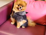 1-5 Yaşında Erkek Pomeranian İzmir 