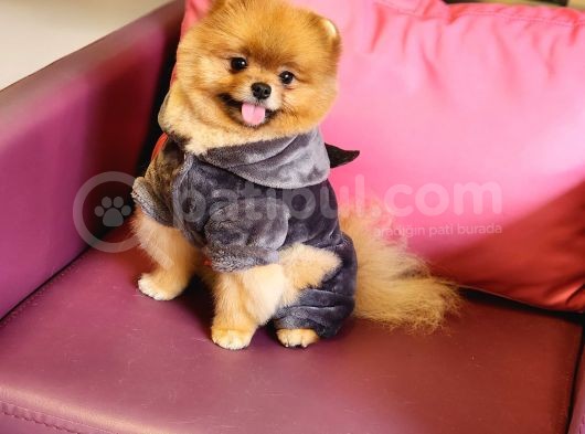 1-5 Yaşında Erkek Pomeranian İzmir  görsel