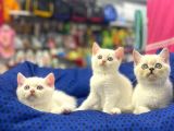 Muhteşem British Shorthair Dişi Ve Erkek Kardeşler
