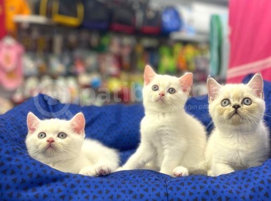 Muhteşem British Shorthair Dişi Ve Erkek Kardeşler görsel