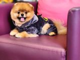 1-5 Yaşında Erkek Pomeranian İzmir 