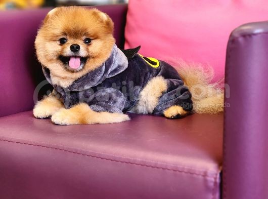 1-5 Yaşında Erkek Pomeranian İzmir  görsel
