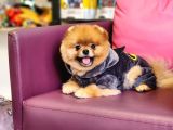 1-5 Yaşında Erkek Pomeranian İzmir 