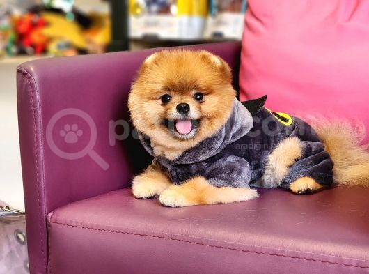 1-5 Yaşında Erkek Pomeranian İzmir 