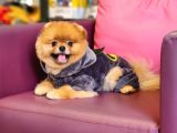 1-5 Yaşında Erkek Pomeranian İzmir 