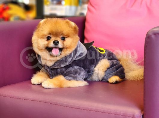 1-5 Yaşında Erkek Pomeranian İzmir  görsel