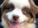 Safkan fcı secereli Ausie Avusturalya çoban köpeği