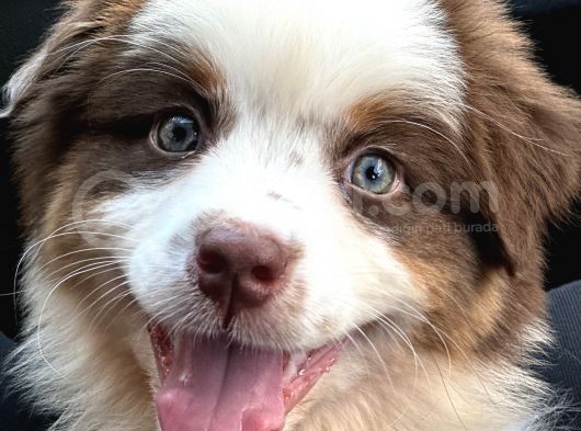 Safkan Fcı Secereli Ausie Avusturalya Çoban Köpeği