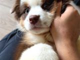 Safkan Fcı Secereli Ausie Avusturalya Çoban Köpeği