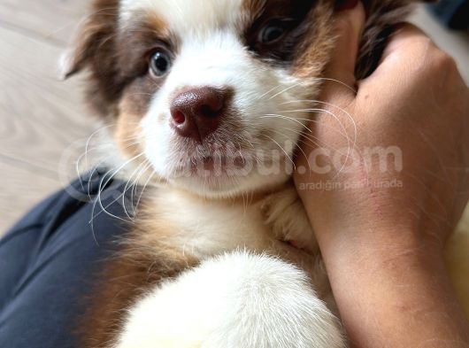 Safkan Fcı Secereli Ausie Avusturalya Çoban Köpeği görsel