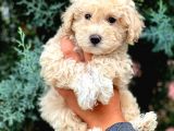 MALTİPO CİNSİ 