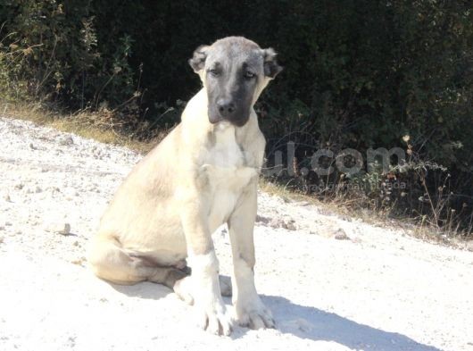 3 Buçuk Aylık Yavru