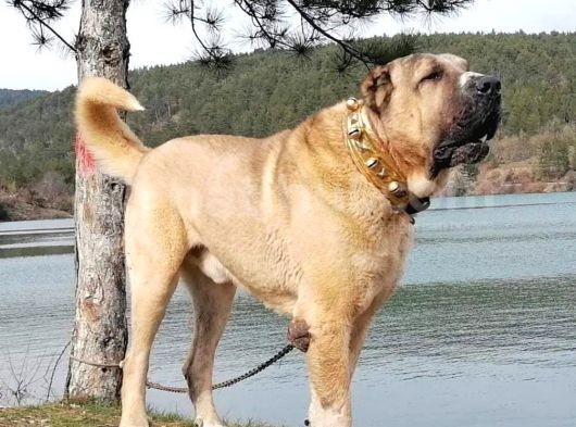 3 Buçuk Aylık Yavru görsel