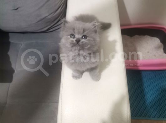 Safkan Mavi̇ Göz