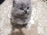 Safkan Mavi̇ Göz