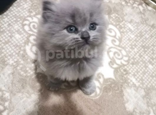 Safkan Mavi̇ Göz görsel