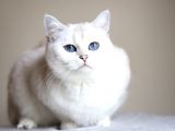 Yetişkin Üst Düzey Kalitede British Shorthair Silver Point Dişi