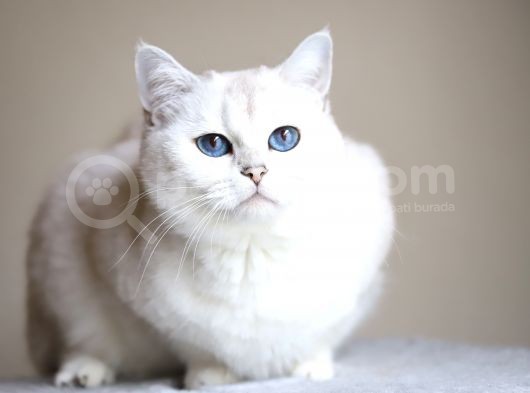Yetişkin Üst Düzey Kalitede British Shorthair Silver Point Dişi