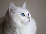 Yetişkin Üst Düzey Kalitede British Shorthair Silver Point Dişi