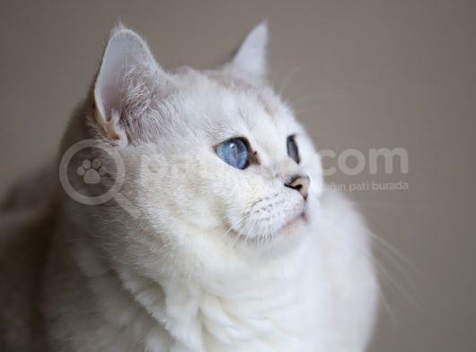 Yetişkin Üst Düzey Kalitede British Shorthair Silver Point Dişi görsel