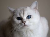 Yetişkin Üst Düzey Kalitede British Shorthair Silver Point Dişi