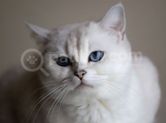 Yetişkin Üst Düzey Kalitede British Shorthair Silver Point Dişi görsel