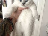 Safkan top kafa british shorthair erkek yavrumuz