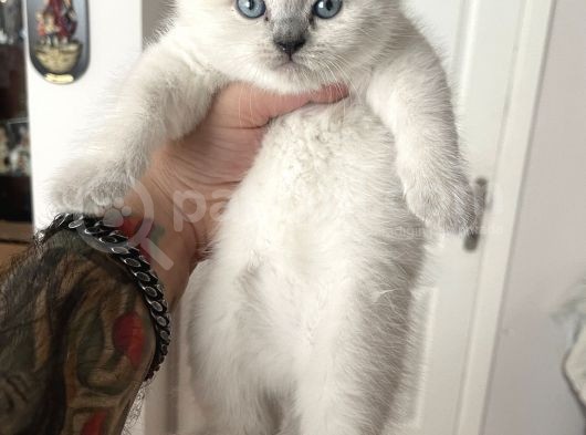 Safkan Top Kafa British Shorthair Erkek Yavrumuz