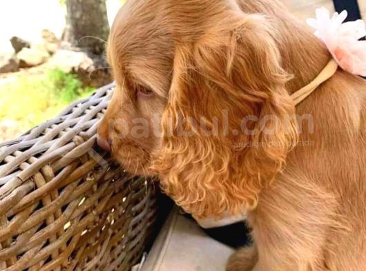 Cocker Yavrularimiz Evi̇ni̇zi̇n Neşesi̇ Olacaktir görsel