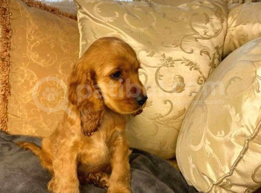 Cocker Yavrularimiz Evi̇ni̇zi̇n Neşesi̇ Olacaktir görsel