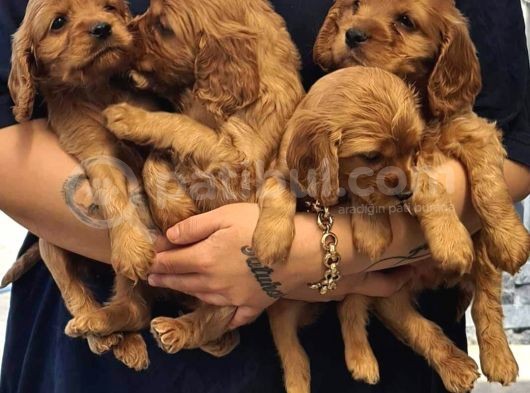 Cocker Yavrularimiz Evi̇ni̇zi̇n Neşesi̇ Olacaktir görsel
