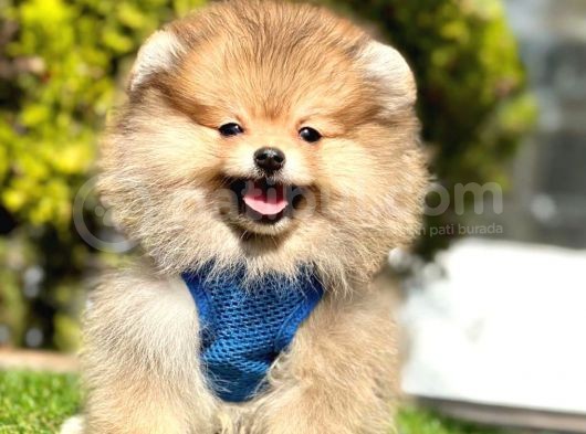 Safkan Pomeranian Boo Yavrularımız görsel