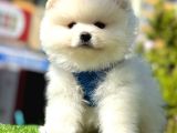 Safkan Pomeranian Boo Yavrularımız