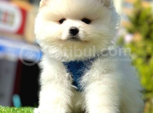 Safkan Pomeranian Boo Yavrularımız görsel