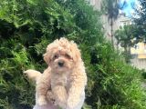 MALTİPO CİNSİ 