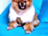 13 Aylık Erkek Pomeranian İzmir 