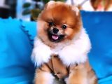 13 Aylık Erkek Pomeranian İzmir 