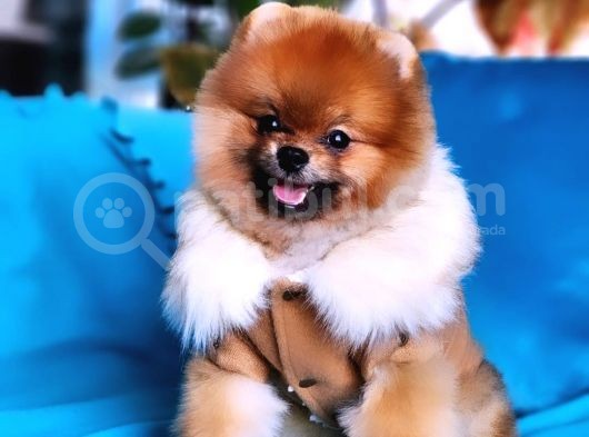 13 Aylık Erkek Pomeranian İzmir  görsel