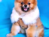 13 Aylık Erkek Pomeranian İzmir 